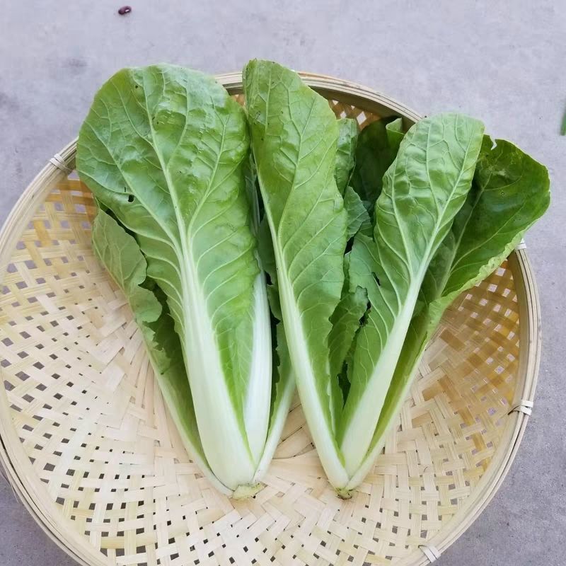 精品快菜毛白菜小白菜常年供应可视频看货欢迎来电