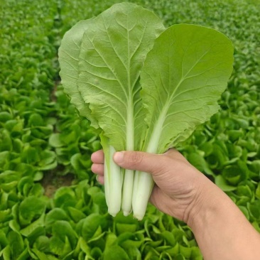 精品快菜毛白菜小白菜常年供应可视频看货欢迎来电