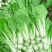 优质快菜山东大棚快菜新鲜快菜全年有货全国配送