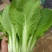 优质快菜山东大棚快菜新鲜快菜全年有货全国配送