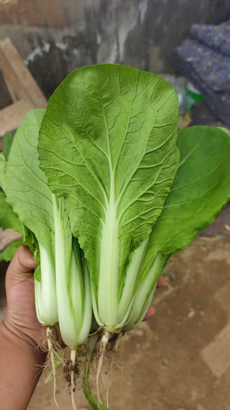 优质快菜山东大棚快菜新鲜快菜全年有货全国配送