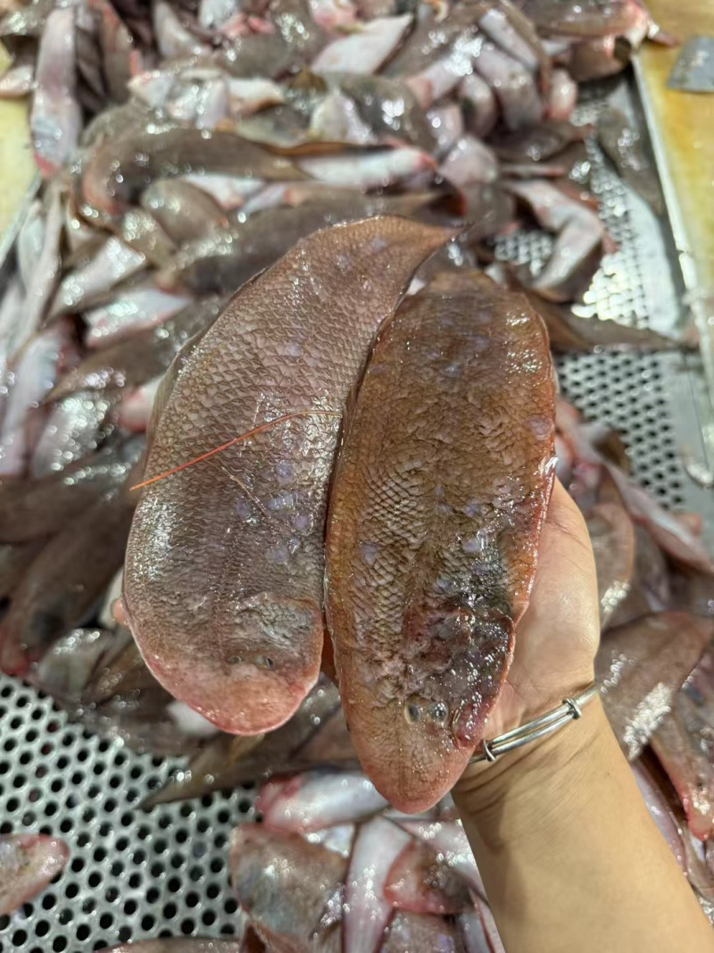本港中龙利鱼