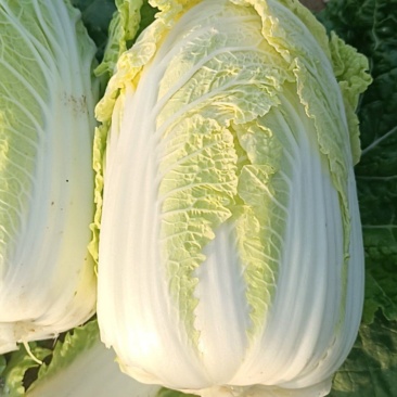 甘肃靖远娃娃菜