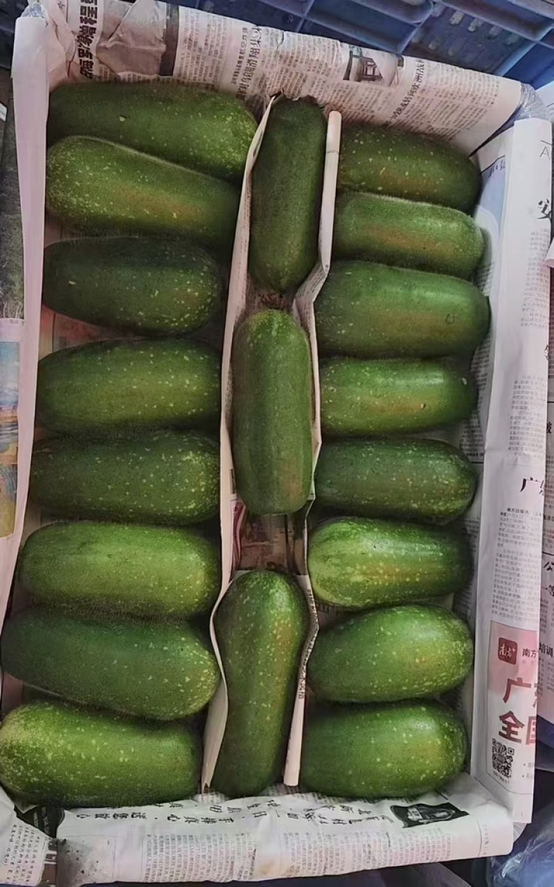 毛节瓜精品发货对接电商市场按需配送全国保质量