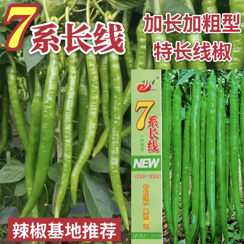 7系长线椒种籽基地专用加长加粗型特长线椒种子辣味香浓皮薄