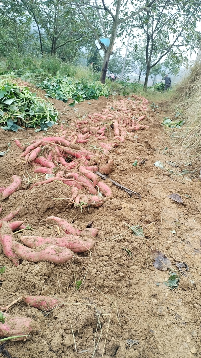 红薯烤红薯