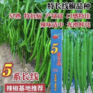 5系长线椒种子特抗病特长线椒种籽绿果早熟基地专用辣椒种子