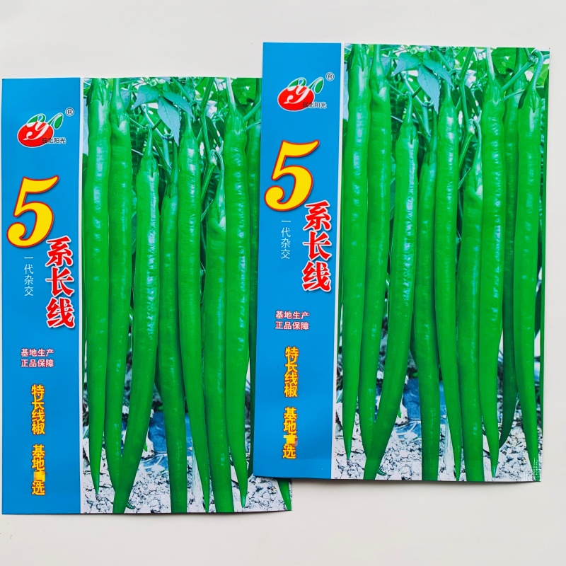 5系长线椒种子特抗病特长线椒种籽绿果早熟基地专用辣椒种子