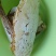 农村正品土蜂蜜