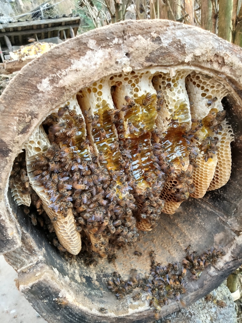 农村正品土蜂蜜