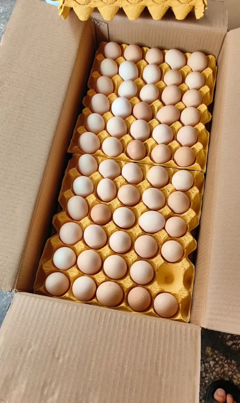 精品鸡蛋批发