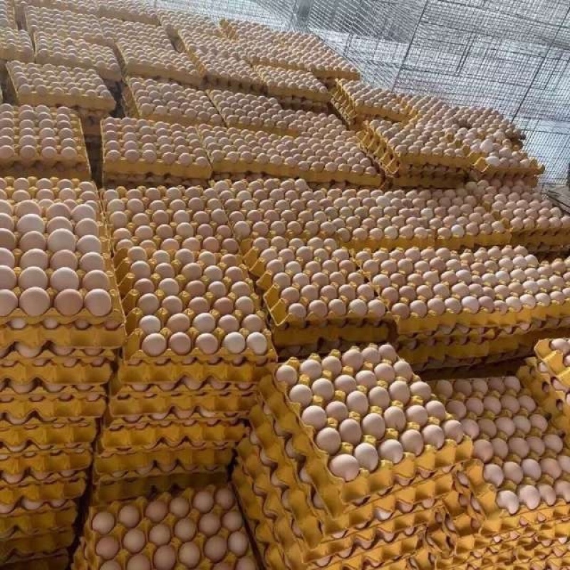精品鸡蛋批发