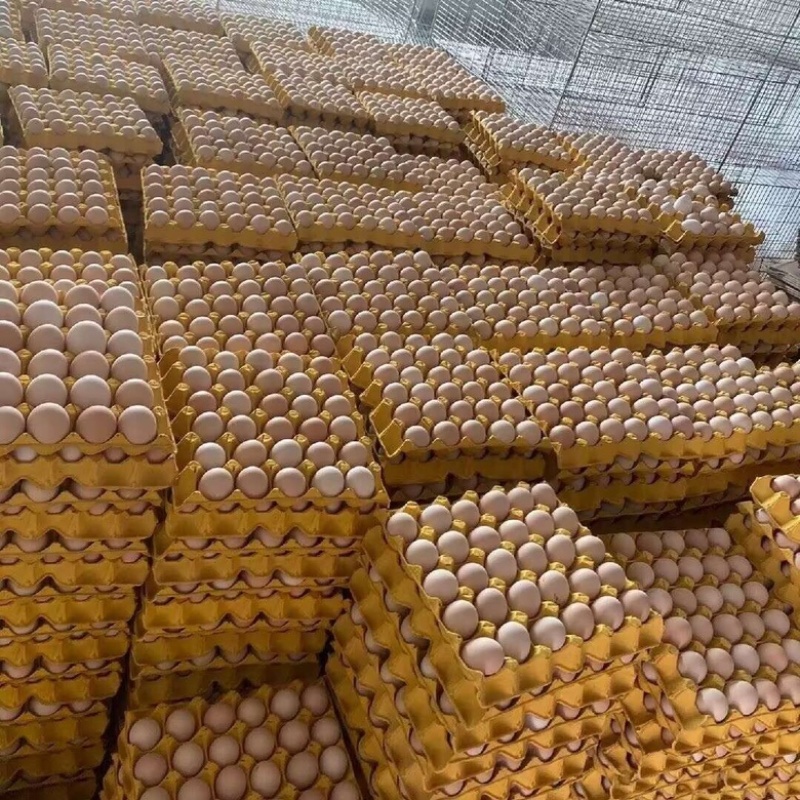 精品鸡蛋批发
