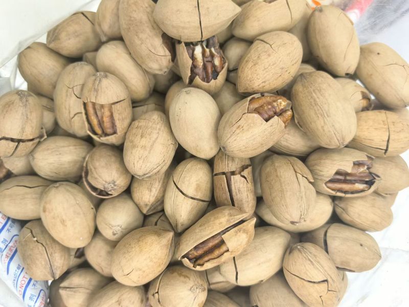 碧根果《新货现做》大量供应电商，商超，欢迎来厂考察洽谈