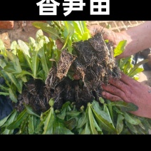 香笋苗