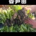 香笋苗