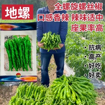 地螺辣椒种子全螺旋螺丝椒种子香辣大果高产抗病早熟螺旋辣椒