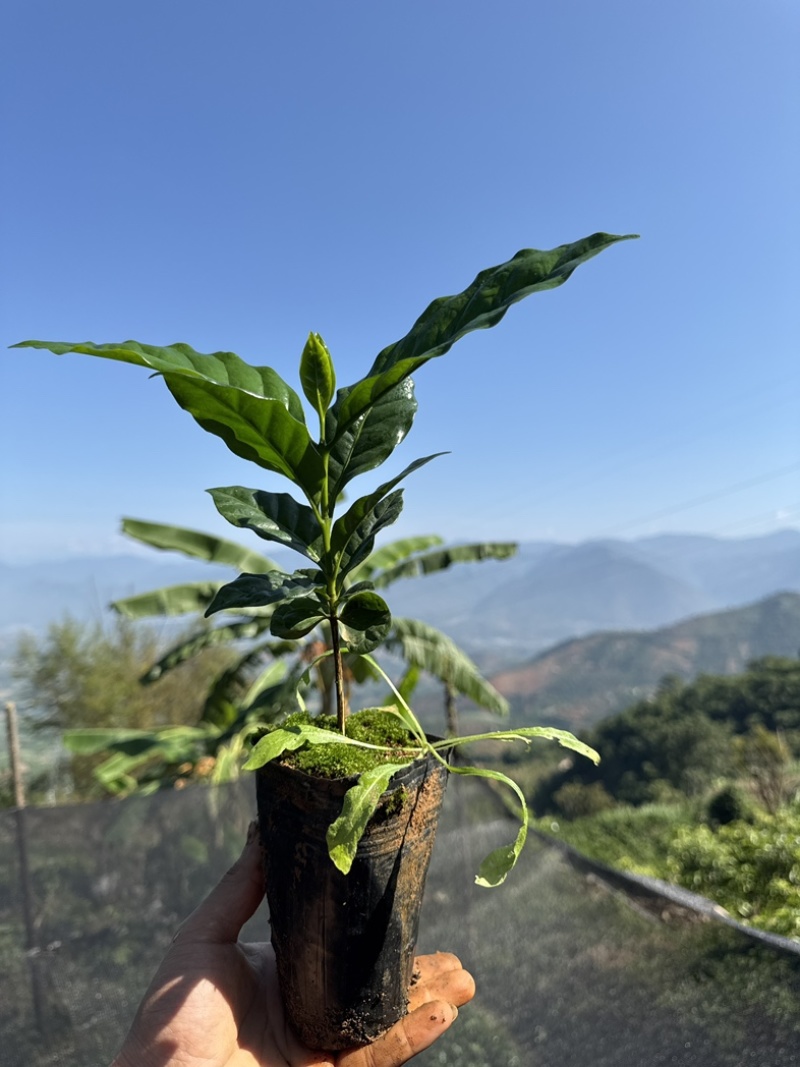 咖啡苗盒栽庭院阳台楼顶