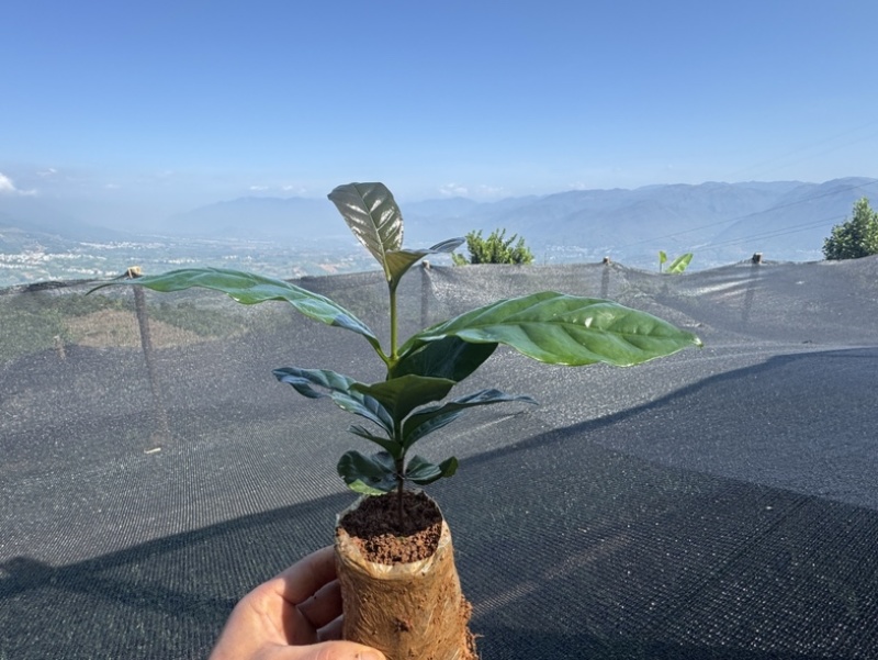 咖啡苗盒栽庭院阳台楼顶