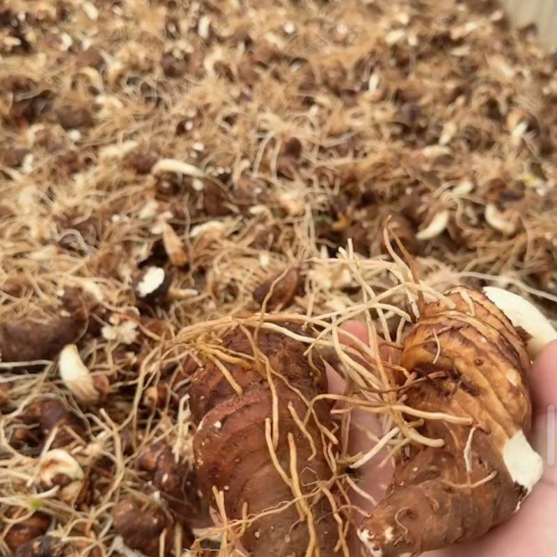 开挖了。新鲜的滇重楼。只卖几天了。有实力的老板联系了。