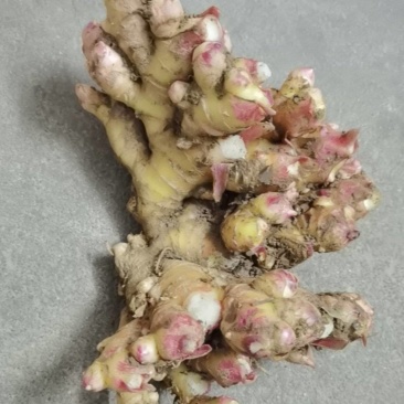 韶关乐昌沙坪镇高海拔自己家种植的大量黄姜