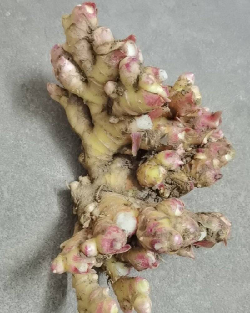 韶关乐昌沙坪镇高海拔自己家种植的大量黄姜