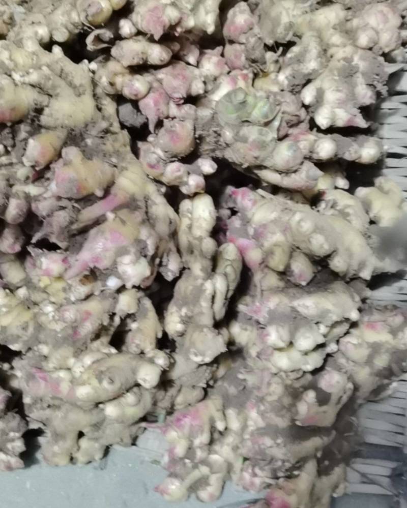 韶关乐昌沙坪镇高海拔自己家种植的大量黄姜
