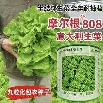 摩尔根808意大利生菜种子丸粒化包衣单粒播四季半结球生菜