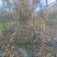 矮化中间砧苹果树苗，Hff63苹果树苗，矮化美八苹果苗