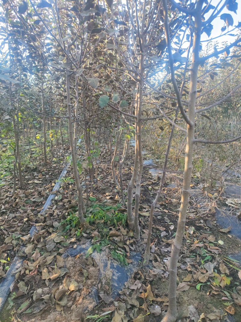 矮化中间砧苹果树苗，Hff63苹果树苗，矮化美八苹果苗