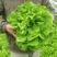 摩尔根808意大利生菜种子丸粒化包衣单粒播四季半结球生菜