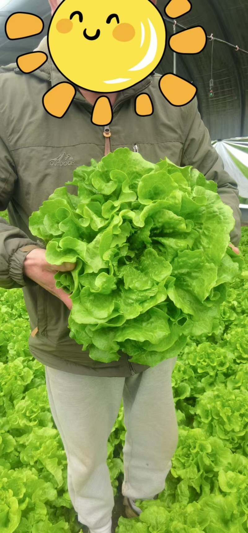 摩尔根808意大利生菜种子丸粒化包衣单粒播四季半结球生菜