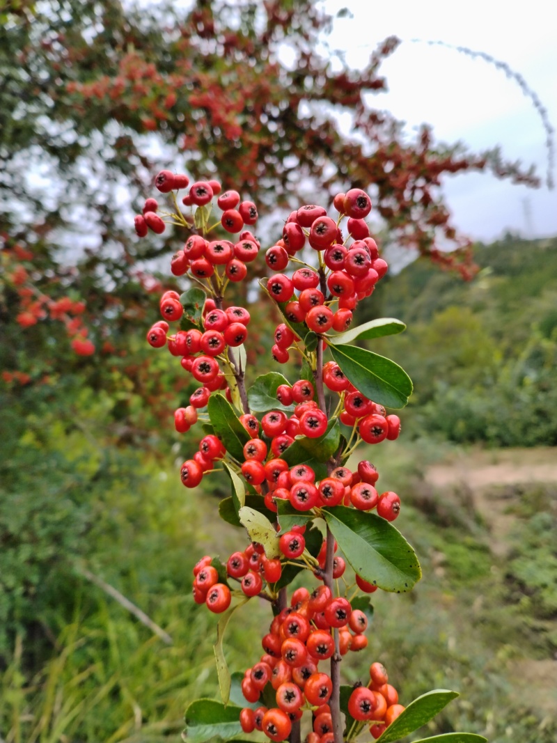 深山野生火棘果