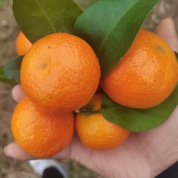 金秋砂糖橘，皮薄多汁，糖度高，颜色好，过年干净，价格便宜