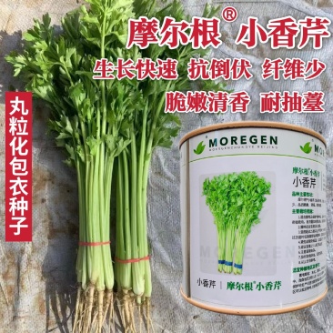 摩尔根小香芹种子粒化包衣芹菜种籽四季抗倒伏纤维少抗病脆嫩