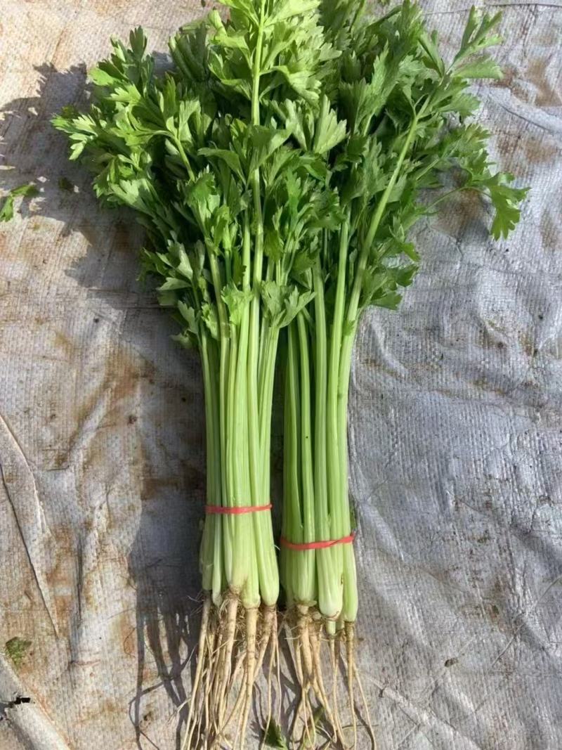 摩尔根小香芹种子粒化包衣芹菜种籽四季抗倒伏纤维少抗病脆嫩