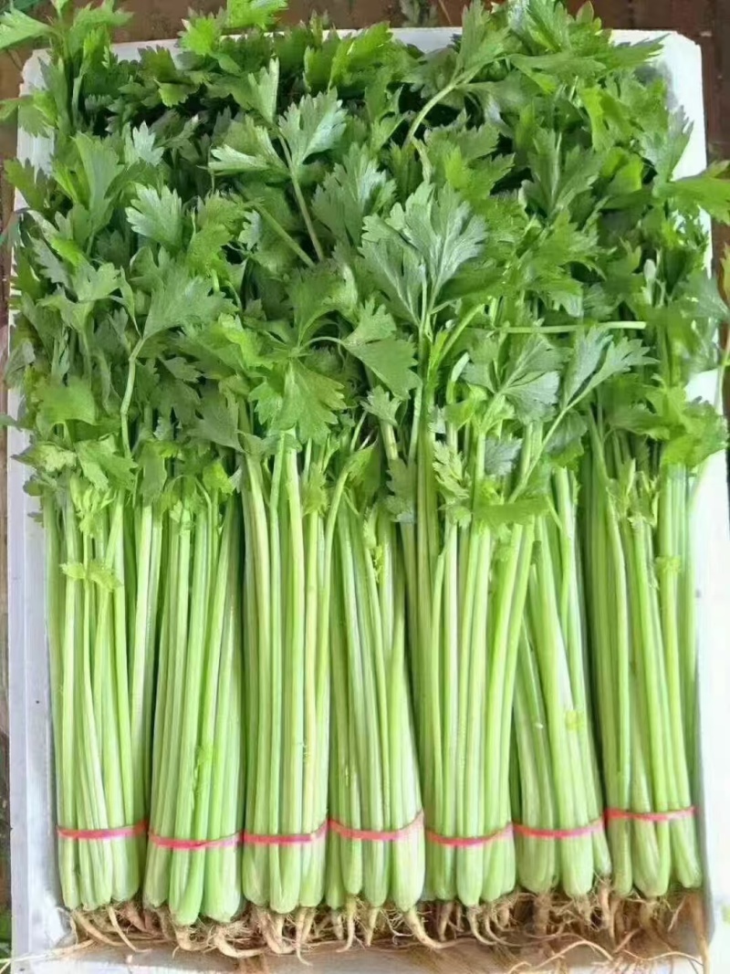 摩尔根小香芹种子粒化包衣芹菜种籽四季抗倒伏纤维少抗病脆嫩