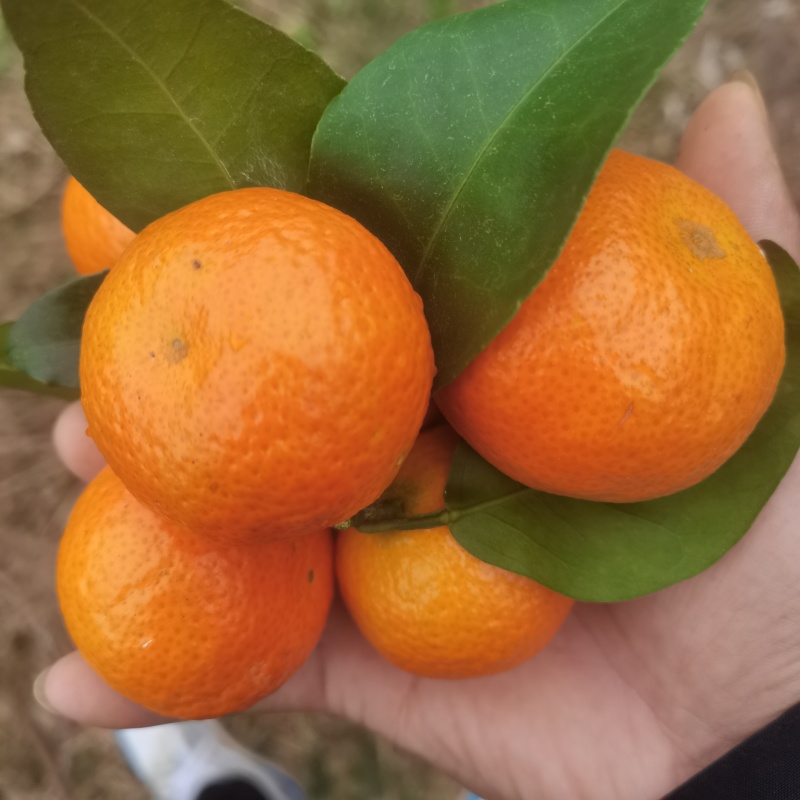 金秋砂糖橘，皮薄多汁，糖度高，颜色好，过年干净，价格便宜