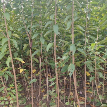 大樱桃俄罗斯八号美早车厘子吉塞拉布鲁克斯等