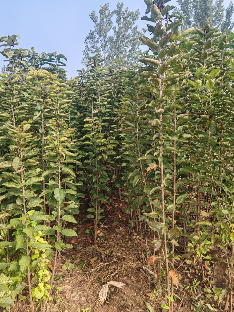 大樱桃俄罗斯八号美早车厘子吉塞拉布鲁克斯等