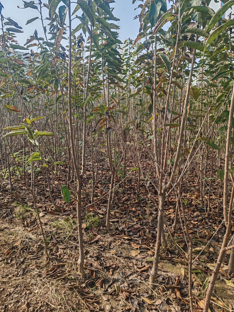 大樱桃俄罗斯八号美早车厘子吉塞拉布鲁克斯等
