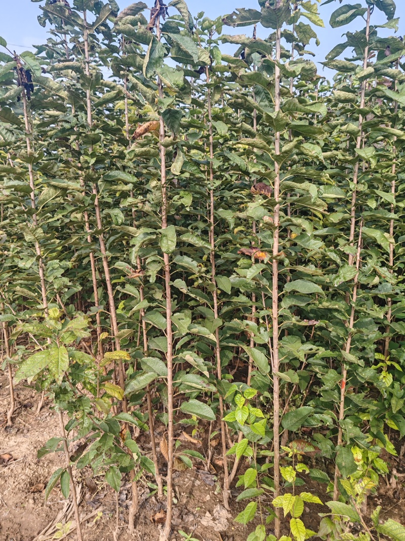 大樱桃俄罗斯八号美早车厘子吉塞拉布鲁克斯等