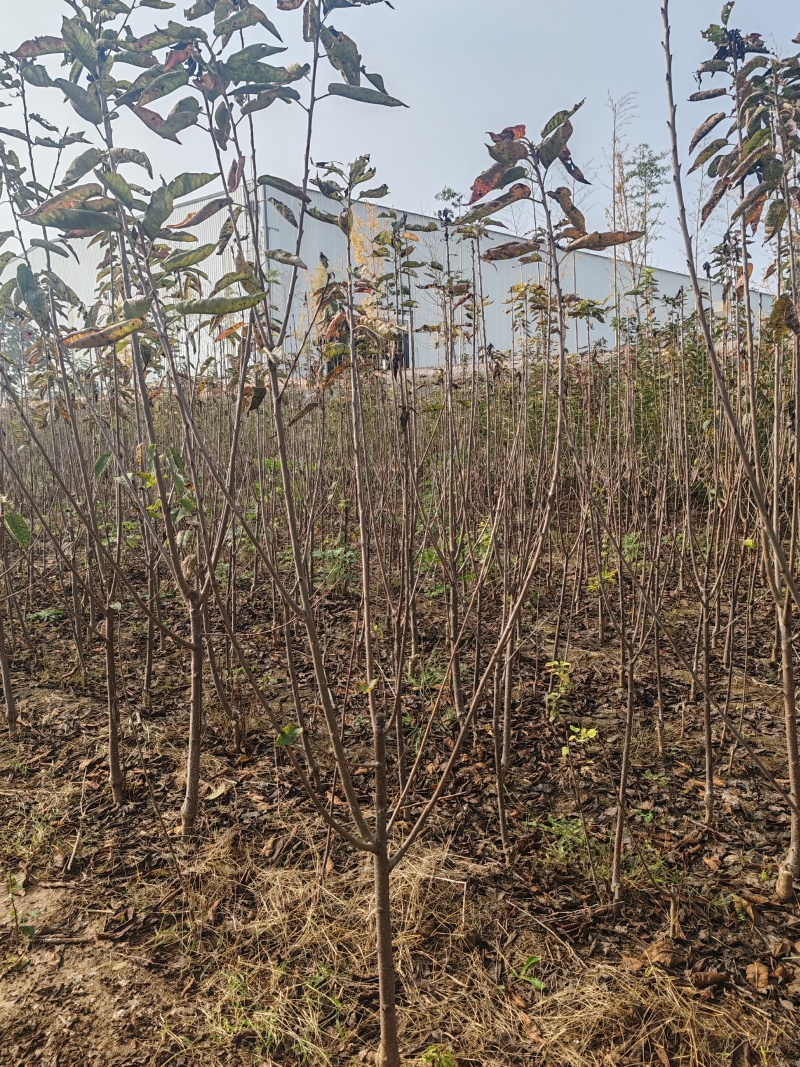 大樱桃俄罗斯八号美早车厘子吉塞拉布鲁克斯等