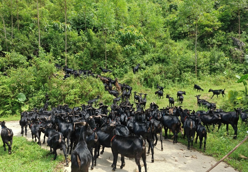 【精品】正宗海南散养黑山羊包技术可成活可送货可货到付款