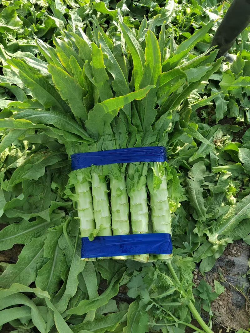 张北丨货好丨丨价格便宜丨一一一丨大量供应丨