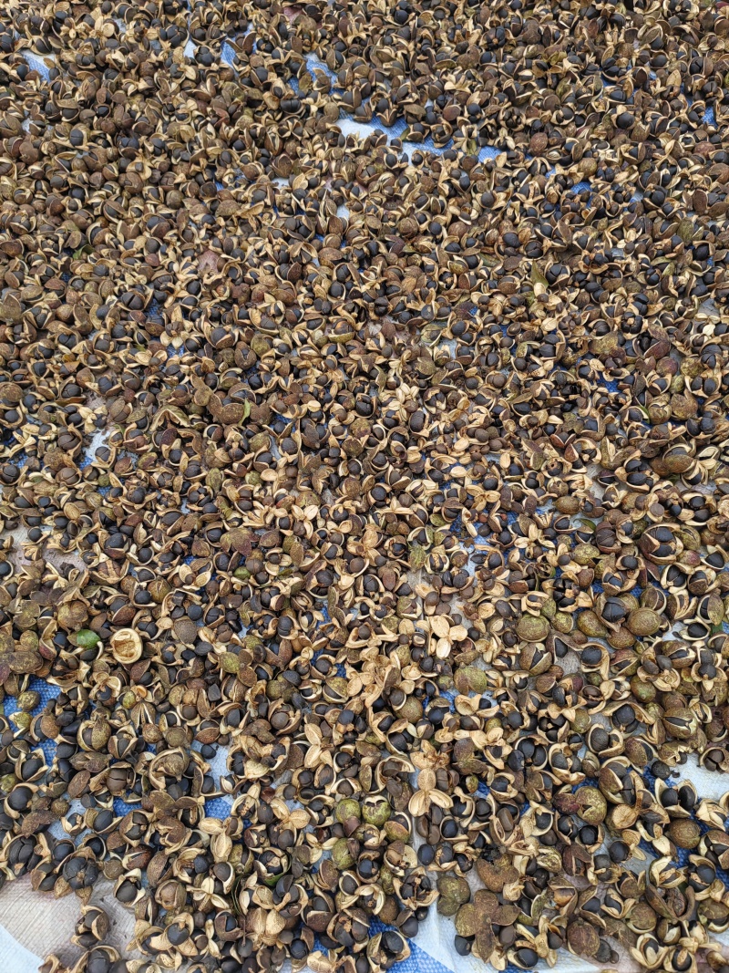 高山油茶子仔，油茶果，茶枯饼，茶麸