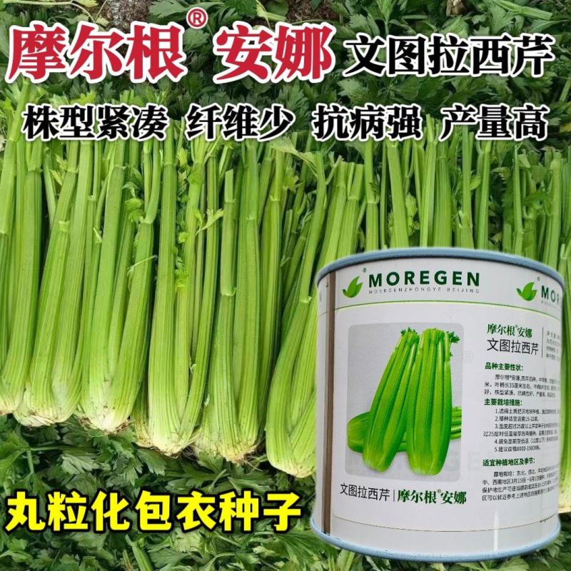 摩尔根安娜芹菜种子文图拉西芹种子纤维少高产丸粒化包衣芹菜