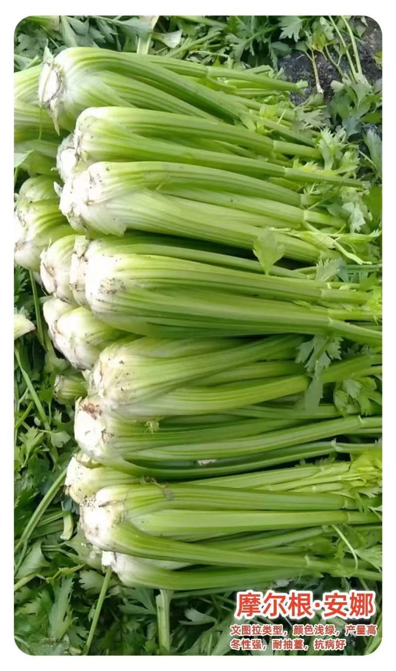 摩尔根安娜芹菜种子文图拉西芹种子纤维少高产丸粒化包衣芹菜