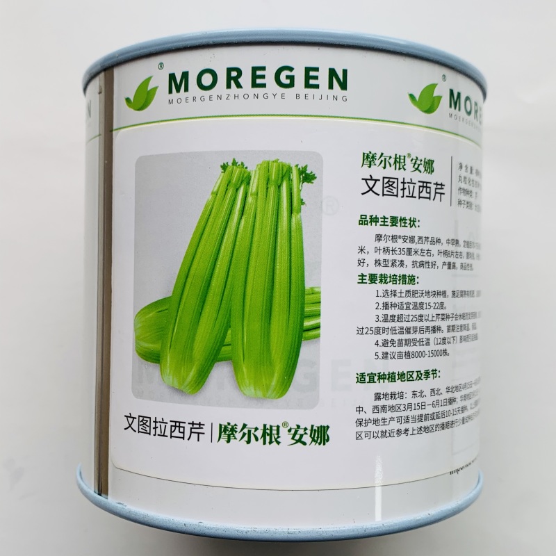 摩尔根安娜芹菜种子文图拉西芹种子纤维少高产丸粒化包衣芹菜