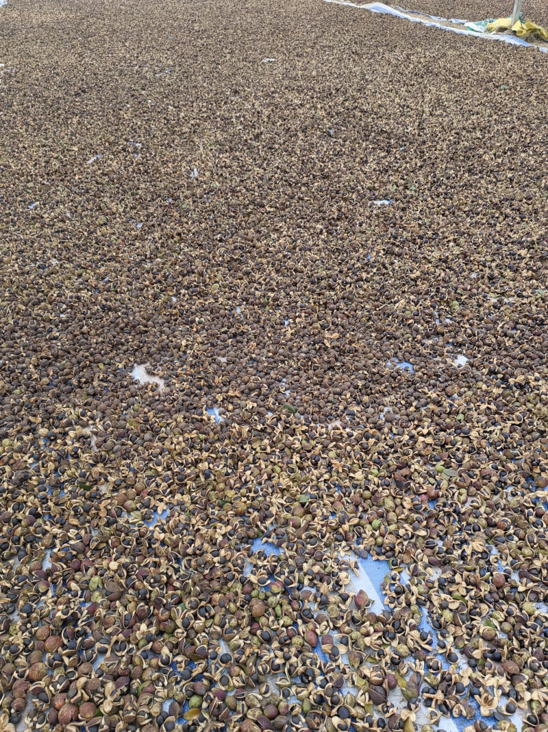 高山油茶子仔，油茶果，茶枯饼，茶麸